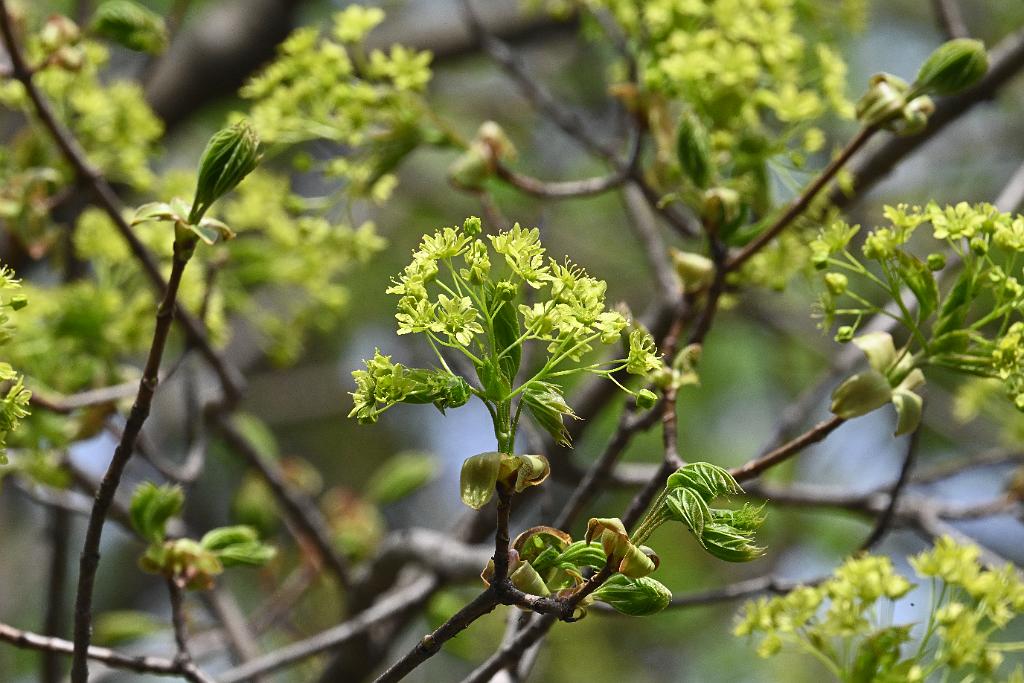 2025-04256613 Broad Meadow Brook, MA.JPG - Norway Maple. Broad Meadow Brook Wildlife Sanctuary, MA, 4-25-2025